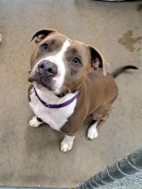 An adult medium-sized female Pit Bull Terrier dog named Scarlett for adoption in Easton, MD