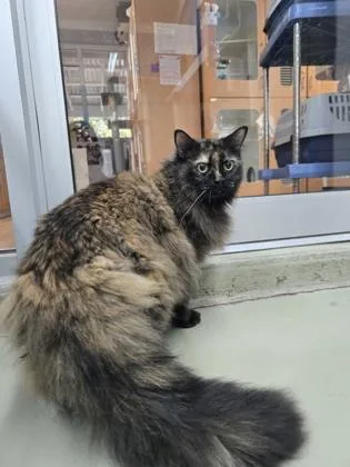 Bella