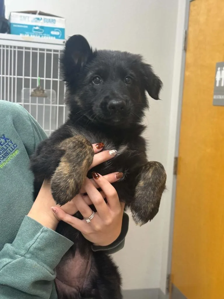 A baby medium-sized female Shepherd dog named Karen for adoption in Sorrento, LA