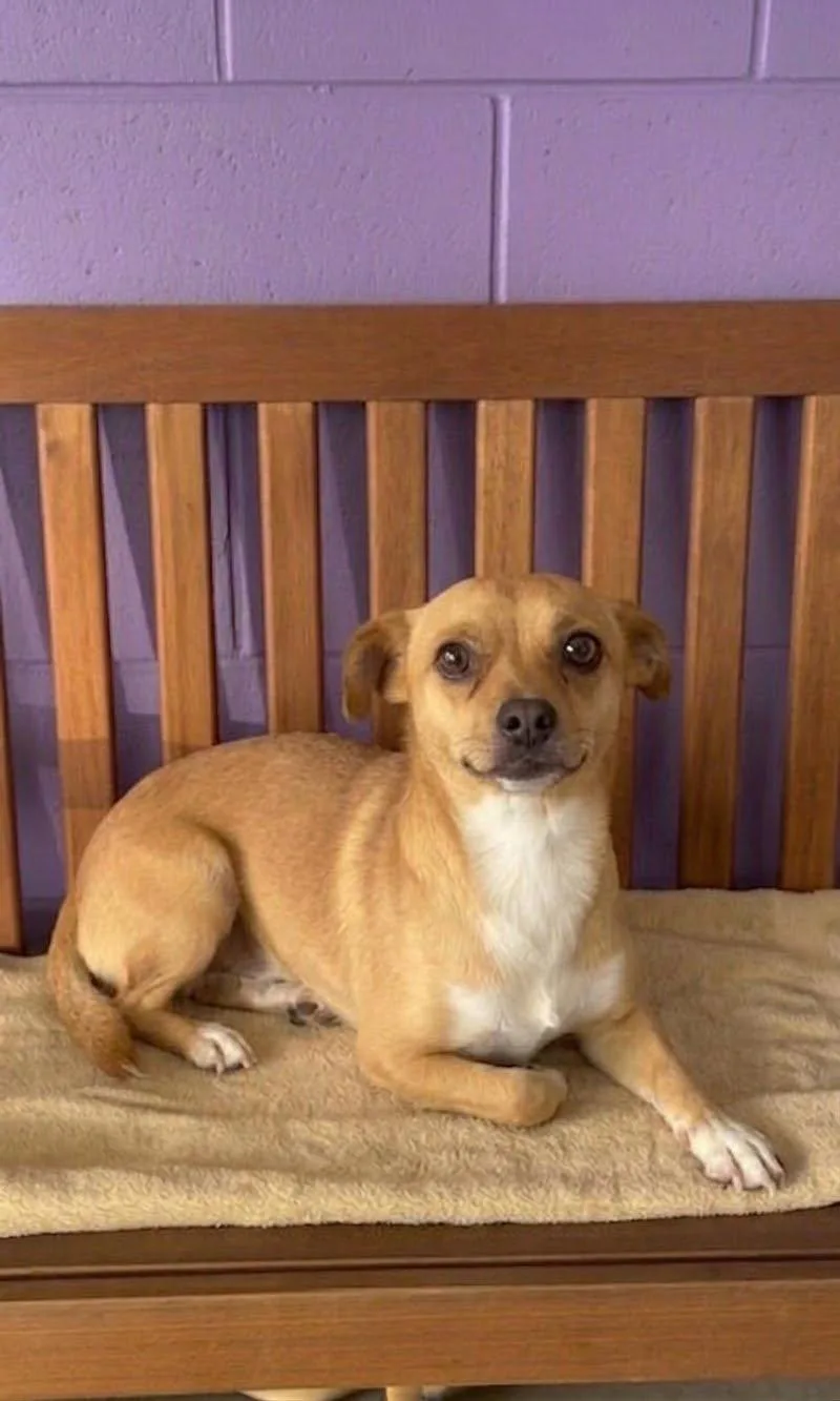 A young small-sized male Chihuahua dog named Elijah for adoption in North Prairie, WI