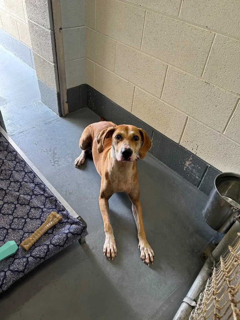 An adult medium-sized female Hound dog named Alpine for adoption in Johnson City, TN