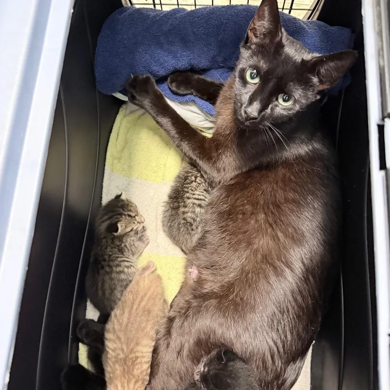 An adult medium-sized female Black Domestic Short Hair cat named Mars for adoption in Titusville, FL