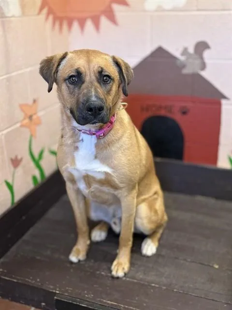 A young extra large-sized male Black Mouth Cur dog named Chomp for adoption in Castaic, CA