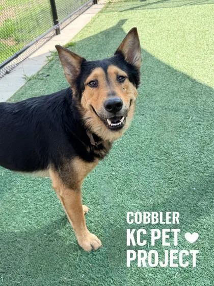 An adult large-sized male Black Shepherd dog named Cobbler for adoption in Kansas City, MO