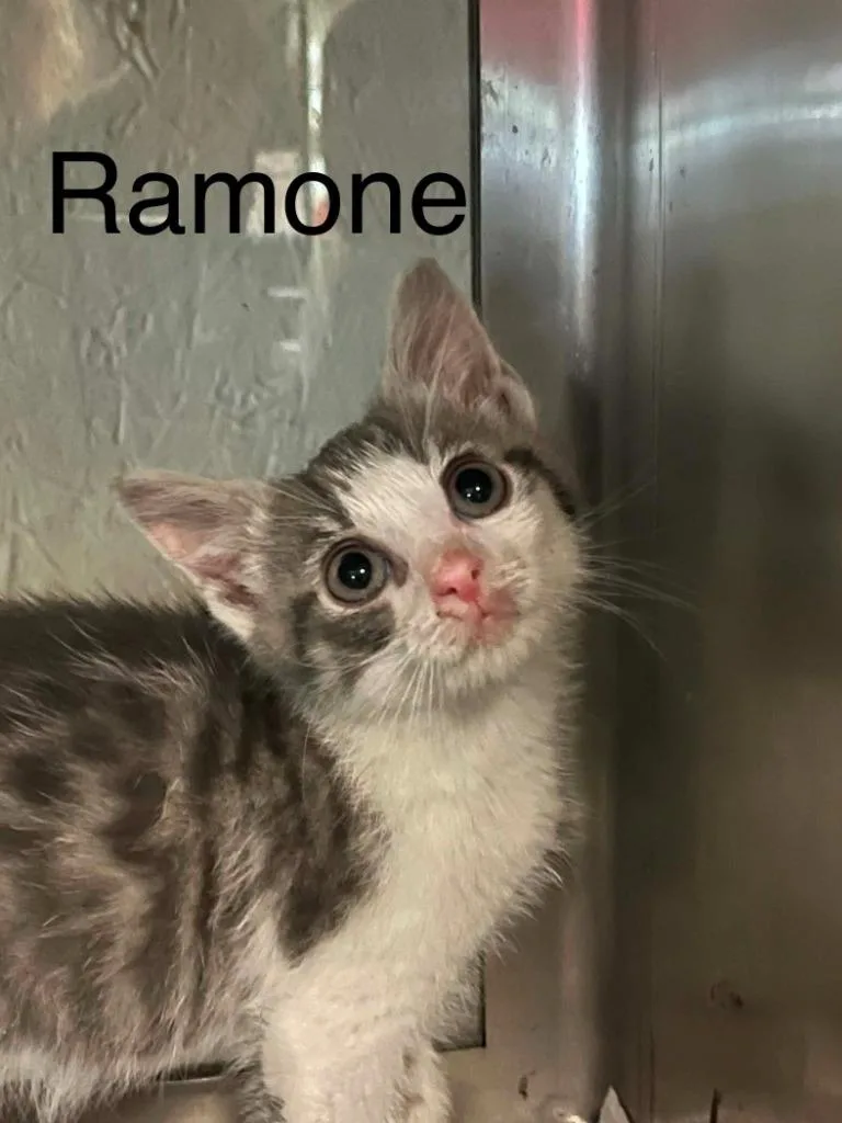 Ramone