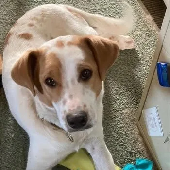 A young medium-sized male Australian Cattle Dog / Blue Heeler dog named Ronnie for adoption in Chino valley, AZ