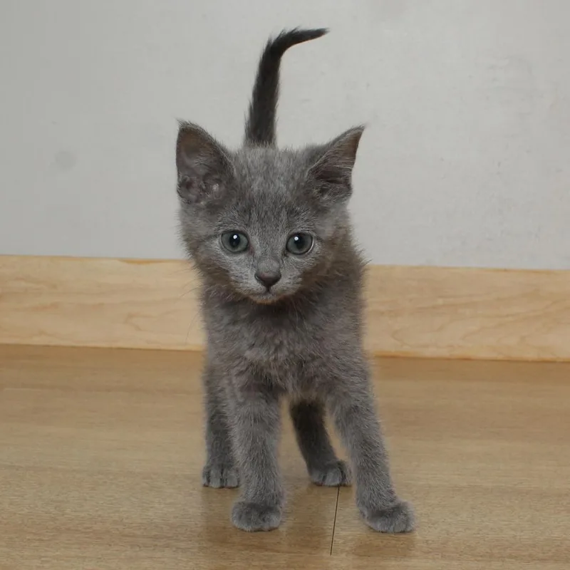A baby small-sized female Gray / Blue / Silver Domestic Short Hair cat named Tigger C for adoption in Minnetonka, MN