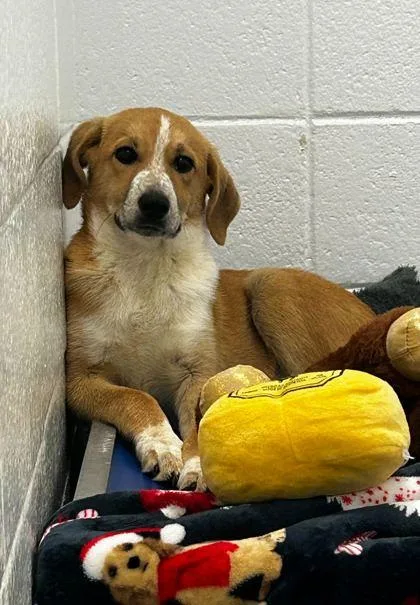 An adult small-sized female Hound dog named Trudy for adoption in Spruce Pine, NC