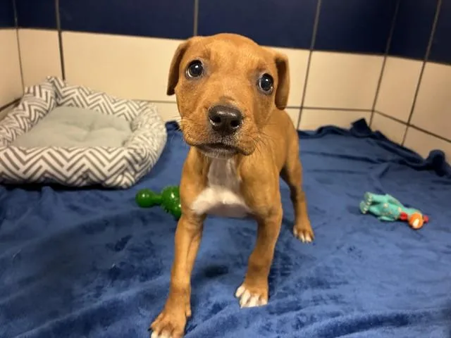 A baby small-sized female Pit Bull Terrier dog named Ladybug for adoption in Fort Wayne, IN