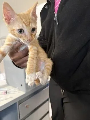An adult small-sized male Domestic Short Hair cat named Tommy for adoption in Shreveport, LA