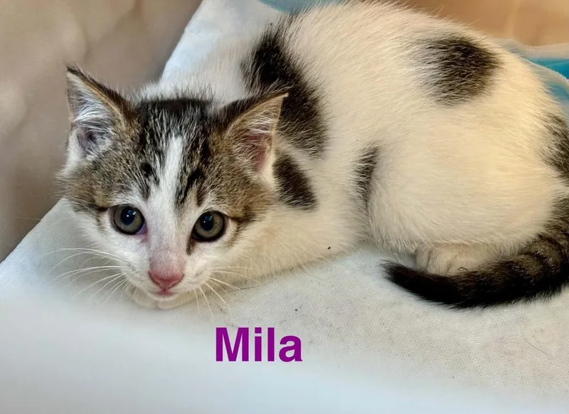 Mila