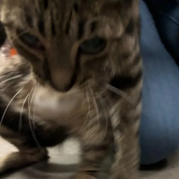 An adult small-sized female Domestic Short Hair cat named Alice for adoption in Des Moines, IA