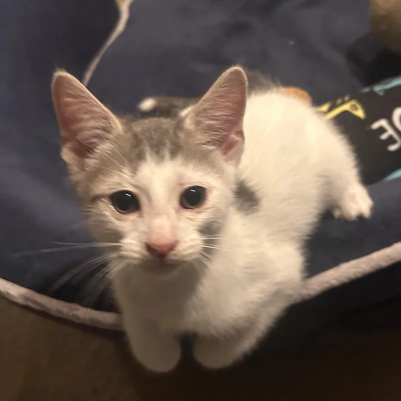 A baby medium-sized male White Domestic Short Hair cat named River for adoption in Gerrardstown, WV