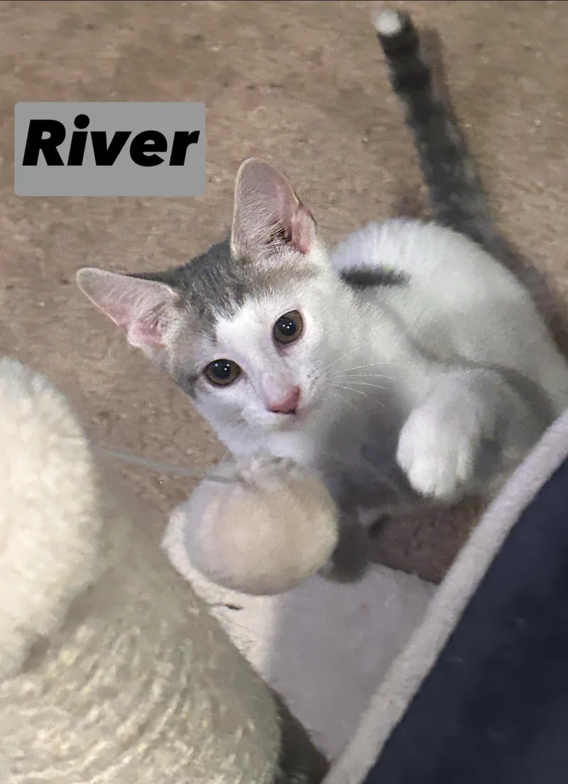 River thumbnail 4