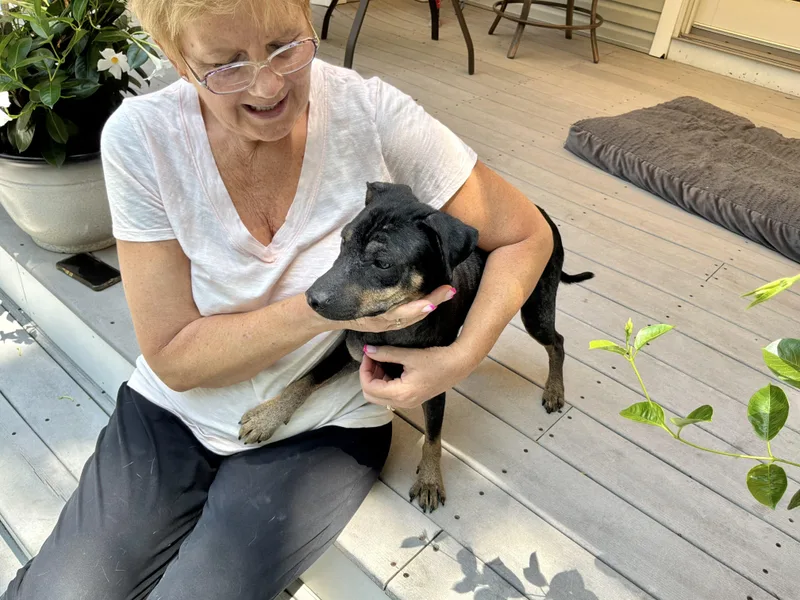 A young small-sized male Black Chihuahua dog named Heggie for adoption in Barnegat, NJ