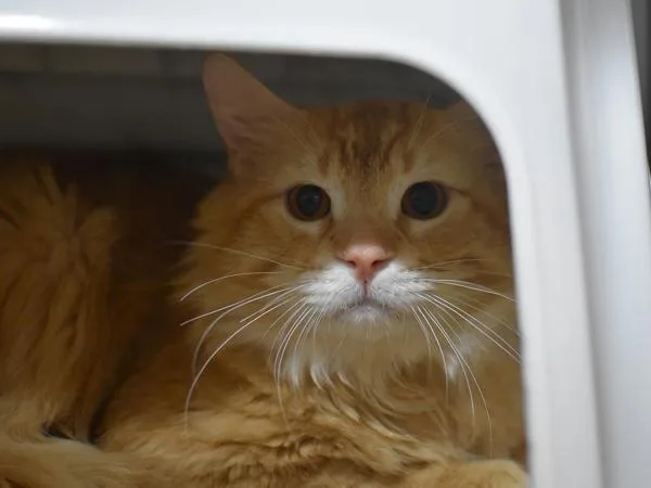 An adult medium-sized male Domestic Medium Hair cat named Gryffindor for adoption in Portland, OR