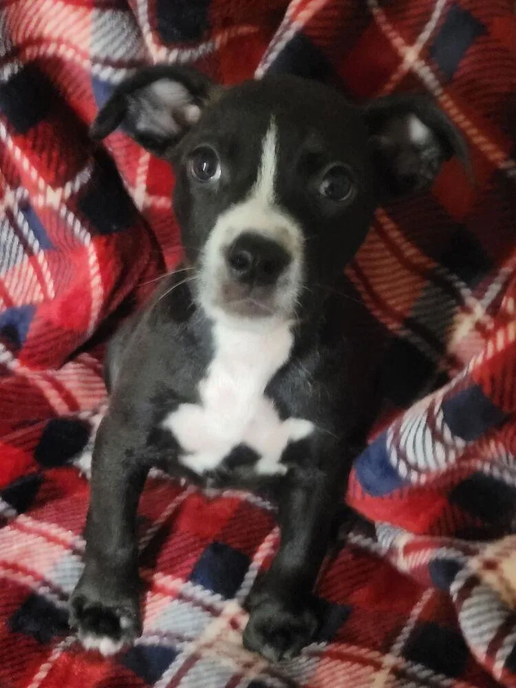 A baby medium-sized male Tricolor (Brown, Black, & White) Pit Bull Terrier dog named Rembrandt for adoption in Bolivar, MO