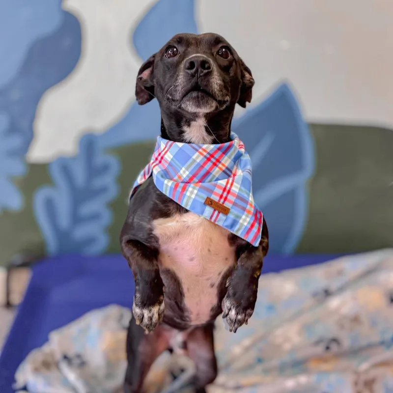 An adult small-sized male Black Terrier dog named Doogie for adoption in Springboro, OH