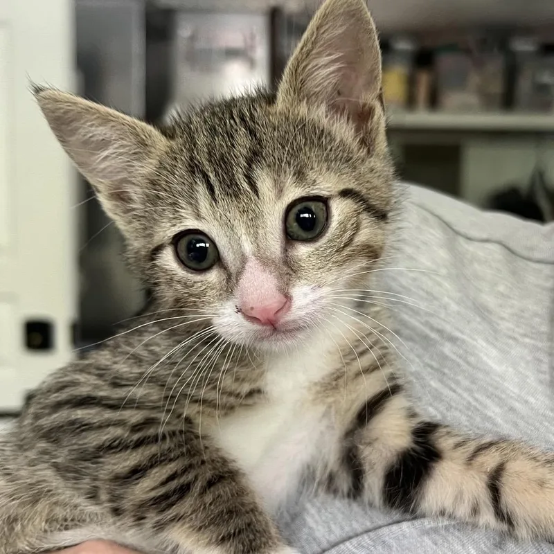A baby small-sized female Brown / Chocolate Domestic Short Hair cat named Belle for adoption in Jupiter, FL