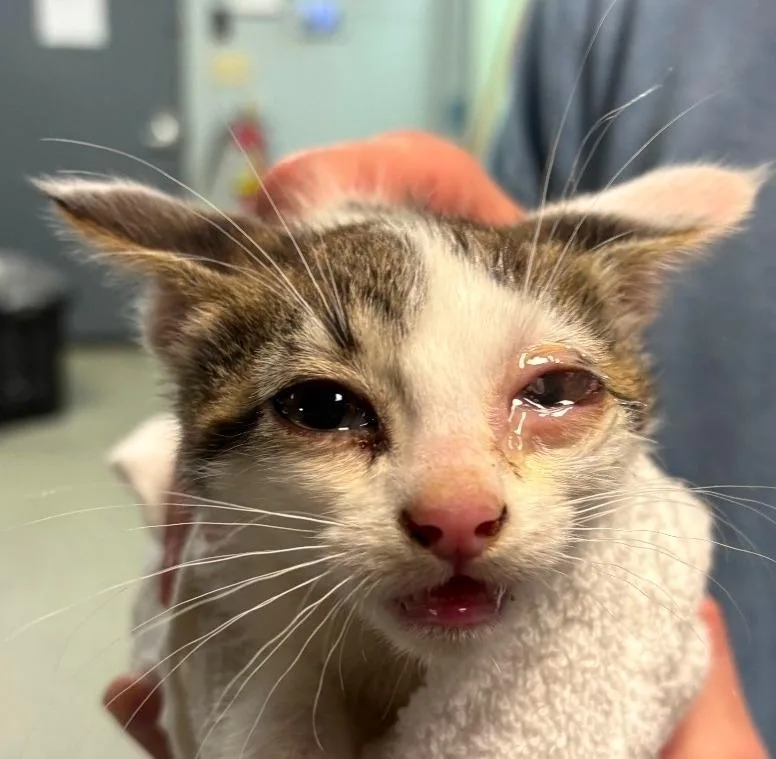 A baby medium-sized male Domestic Short Hair cat named BoBo for adoption in Huntington, IN