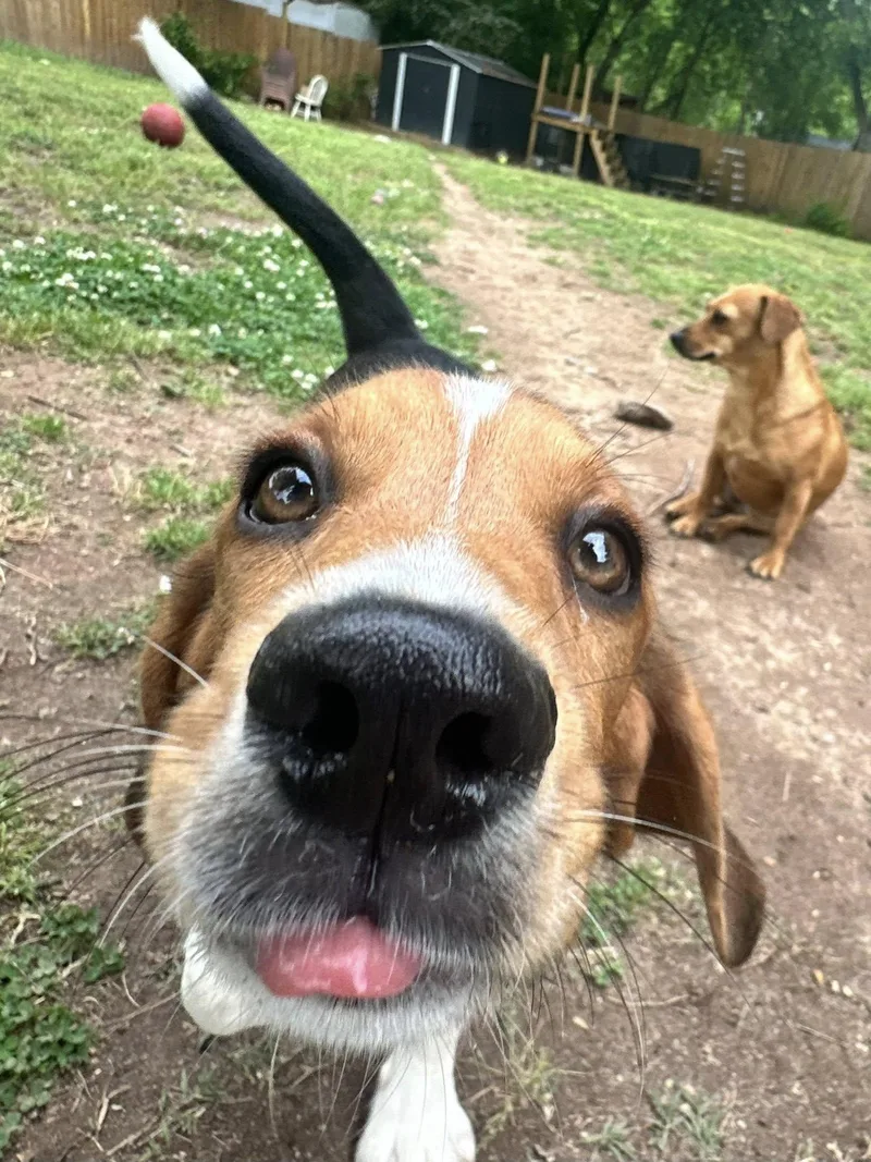 A young medium-sized female Mixed Breed dog named May for adoption in Greenville, SC