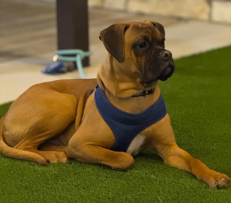 A young medium-sized male Yellow / Tan / Blond / Fawn Boxer dog named Jar Jar for adoption in Hewitt, TX