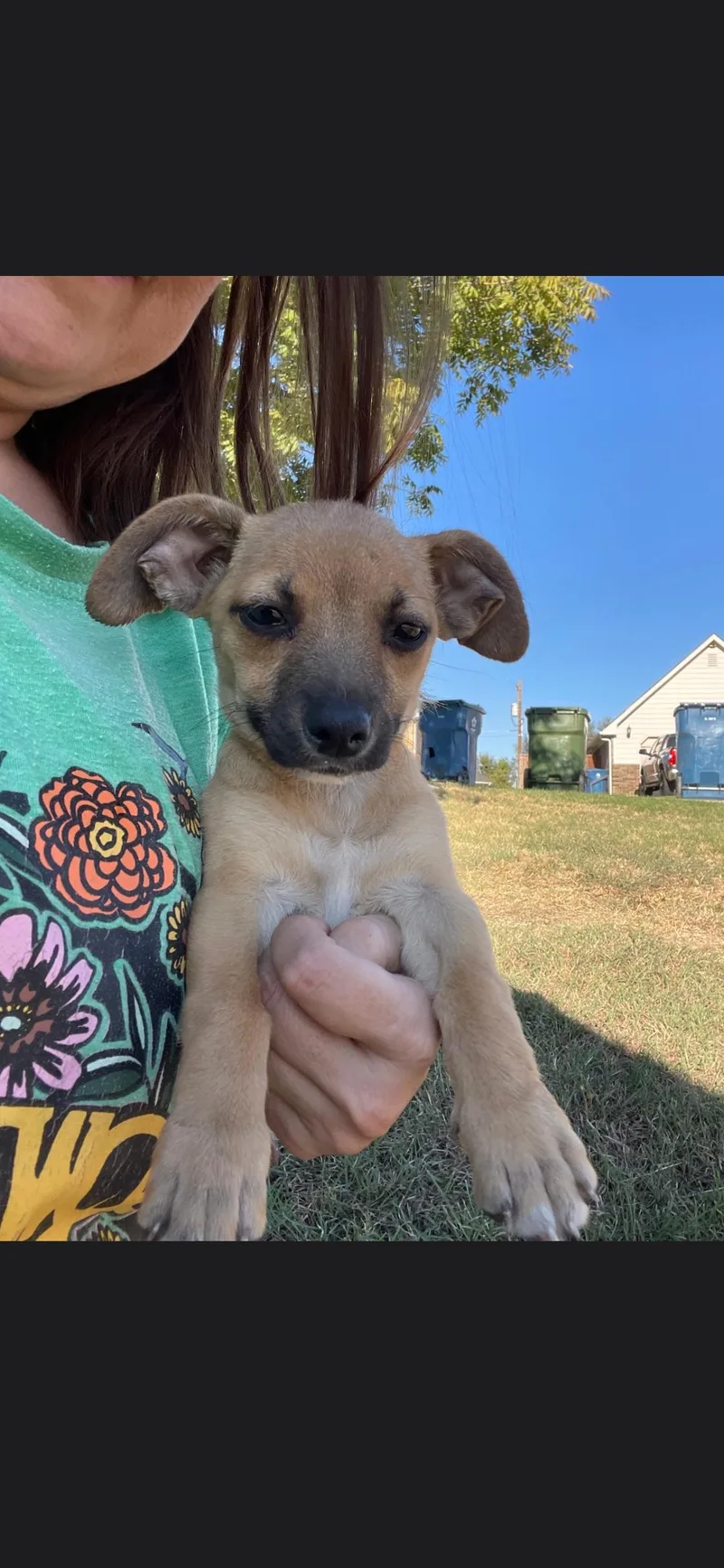 A baby small-sized female Chihuahua dog named Minnie for adoption in Plano, TX