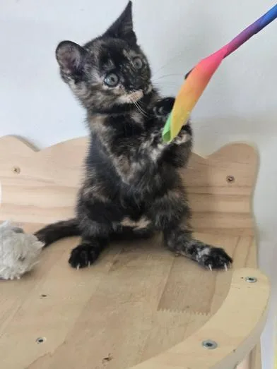 A baby small-sized female Tortoiseshell Domestic Short Hair cat named Pin for adoption in Liverpool, TX