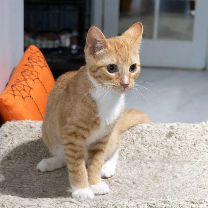 A baby small-sized male Domestic Short Hair cat named Mewtwo for adoption in McKean, PA