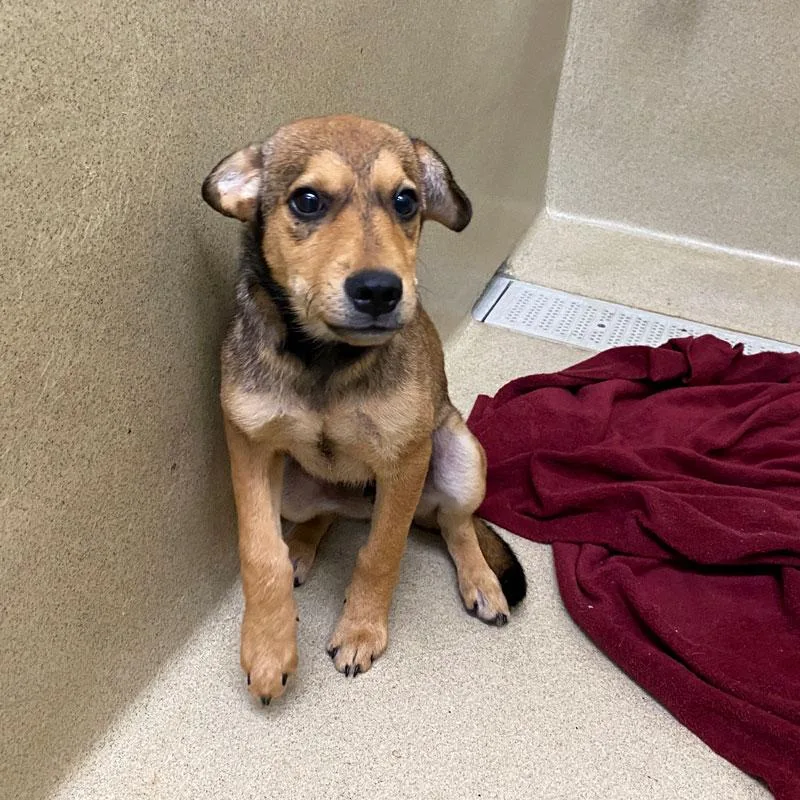 A baby medium-sized male Bicolor Shepherd dog named Milo for adoption in Monroe, GA