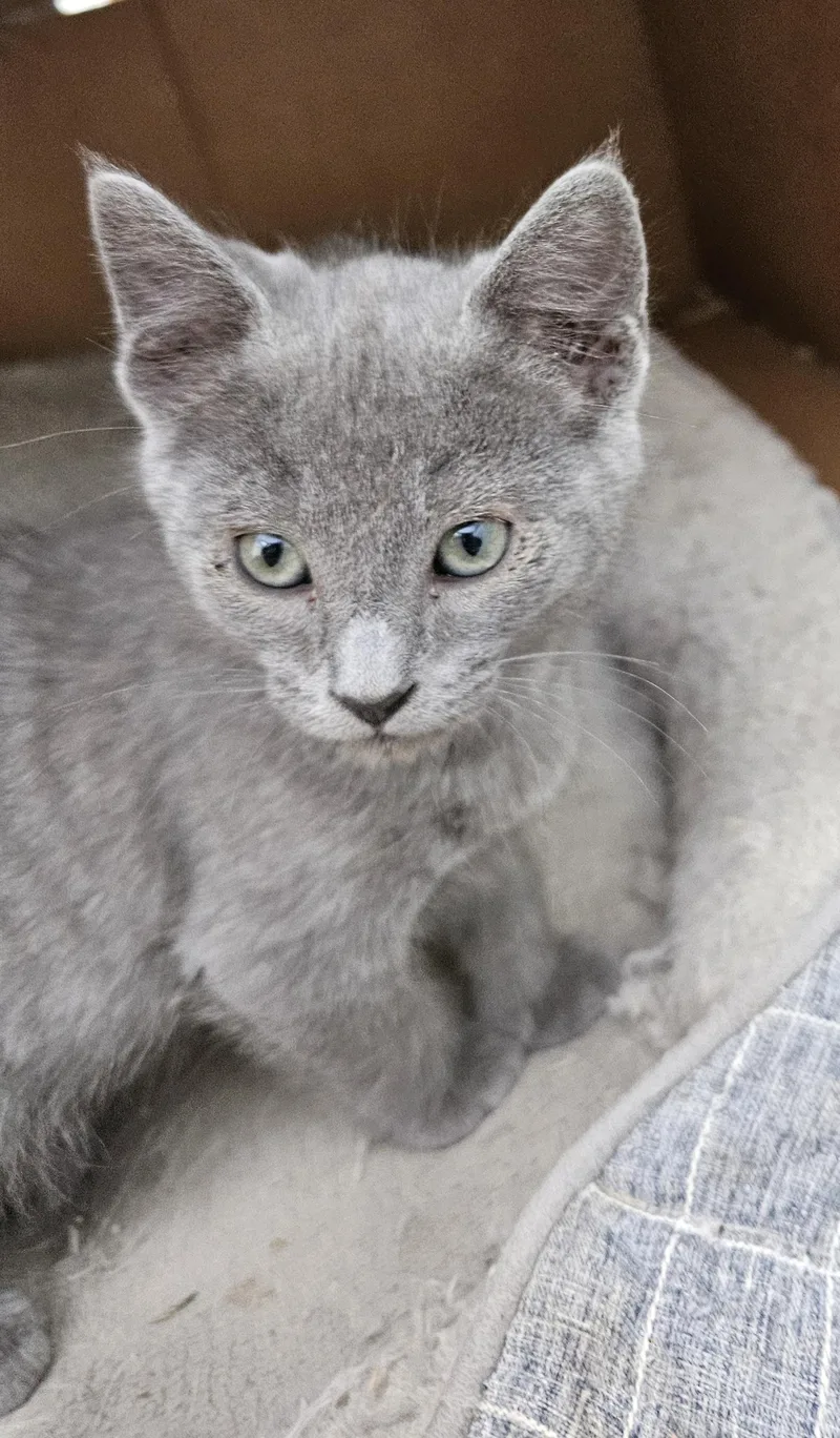 A baby medium-sized male Gray / Blue / Silver Russian Blue cat named Shadow for adoption in Santa Cruz, CA