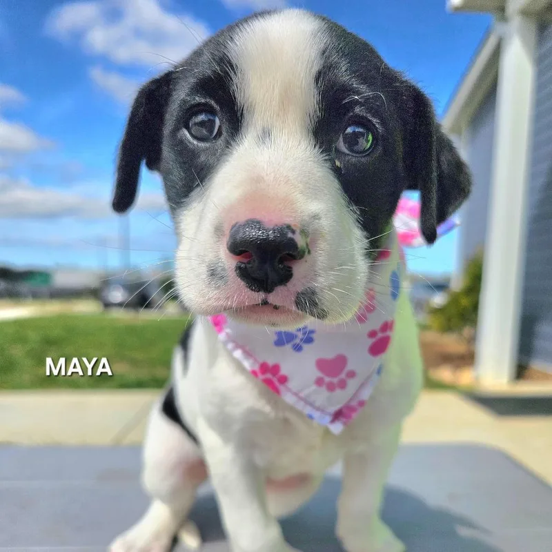 Maya