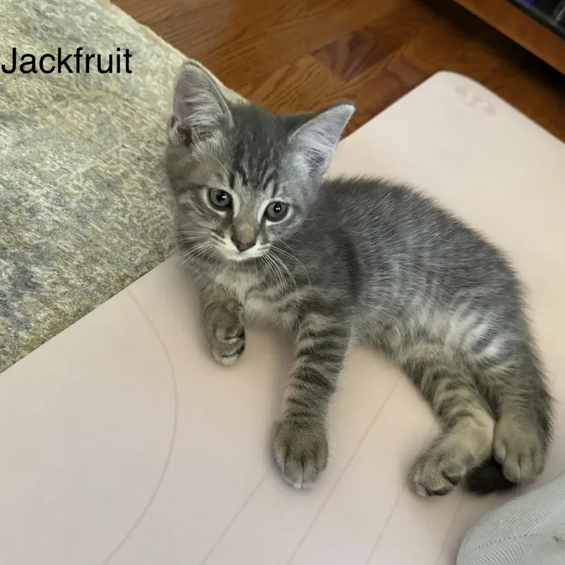 A baby small-sized male Gray / Blue / Silver Domestic Short Hair cat named Jackfruit for adoption in Wheeling, IL