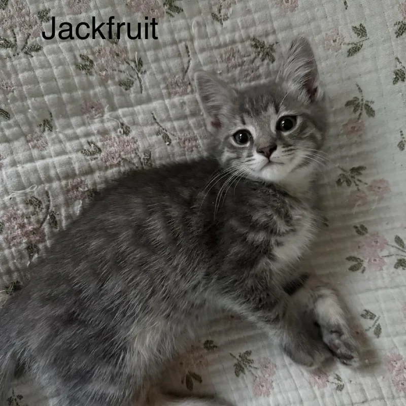 Jackfruit thumbnail 2