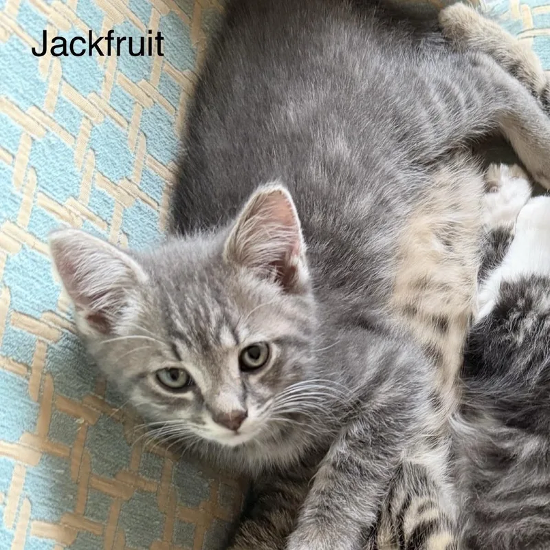 Jackfruit thumbnail 3