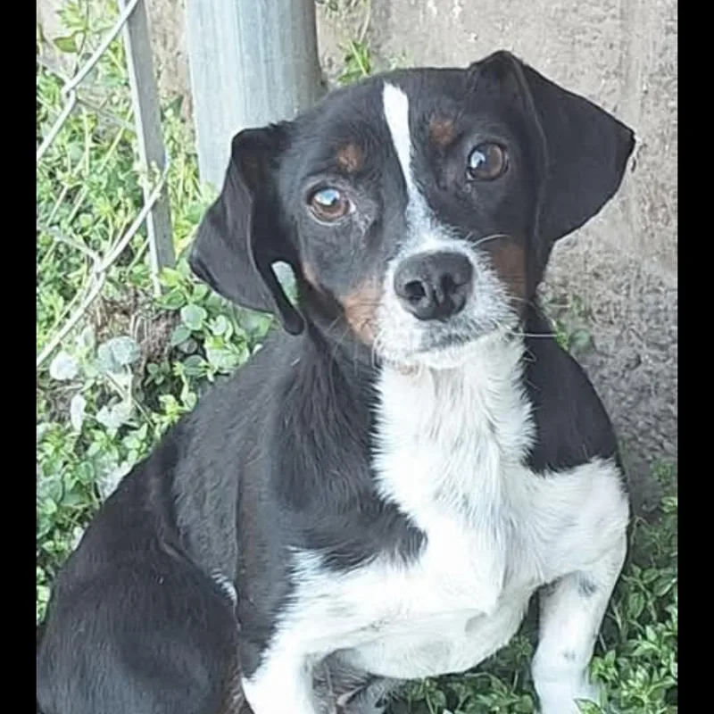 A young small-sized male Jack Russell Terrier dog named Charlie for adoption in atlanta, GA