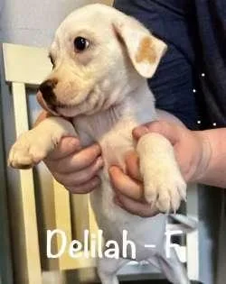 Delilah