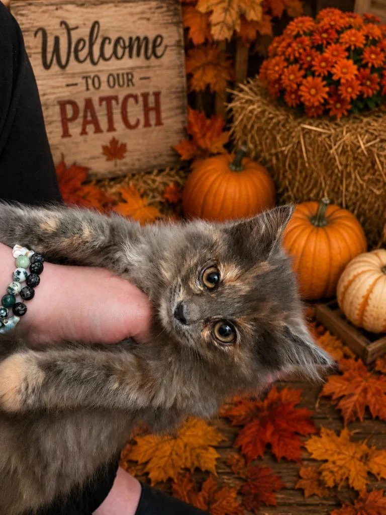 A baby medium-sized female Domestic Short Hair cat named Marigold for adoption in Johnson City, TN
