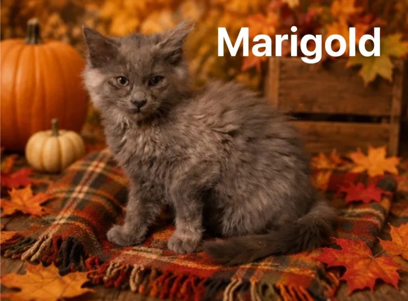 Marigold thumbnail 4