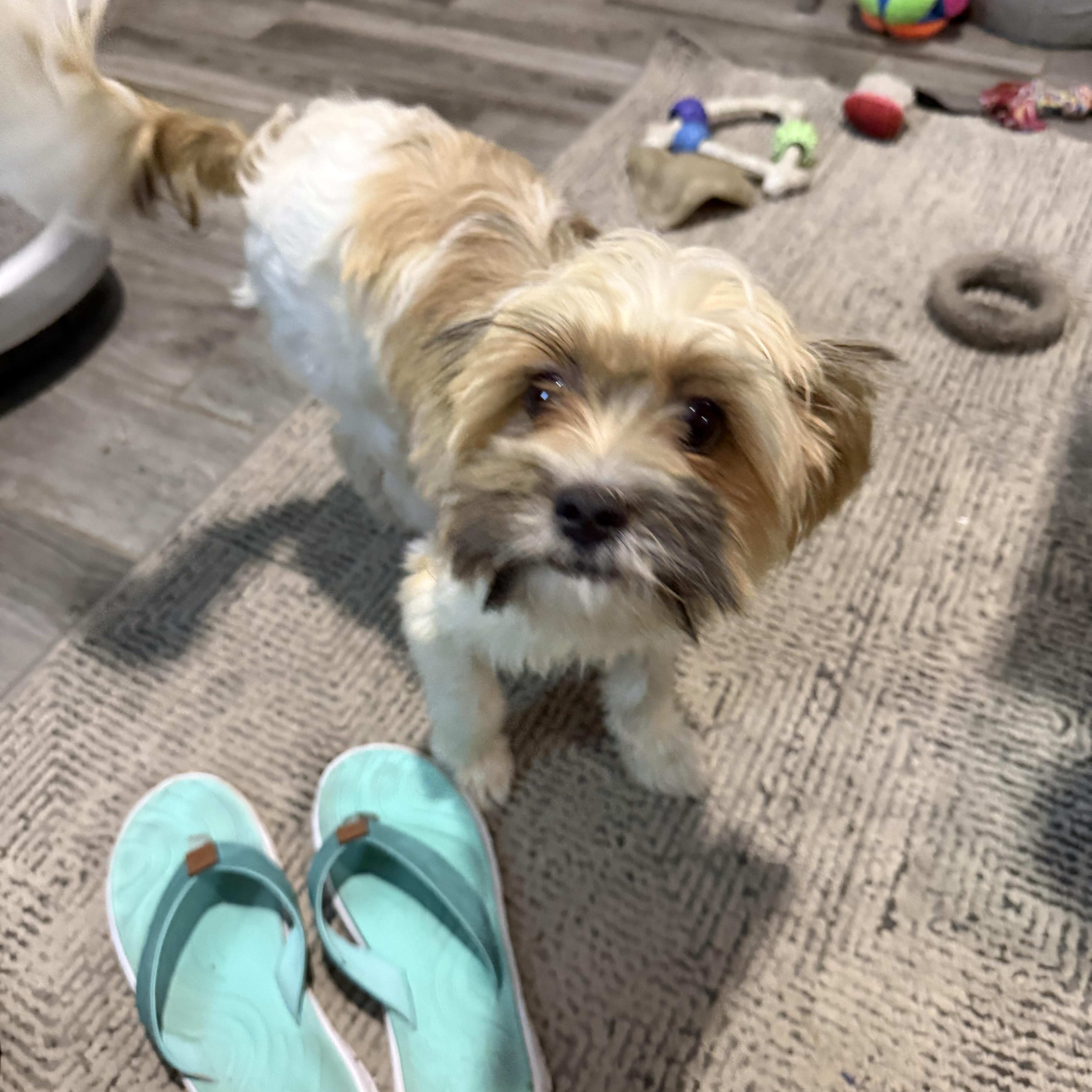 A young small-sized female Tricolor (Brown, Black, & White) Shih poo dog named Praline is Sweet as for adoption in Lockhart, TX
