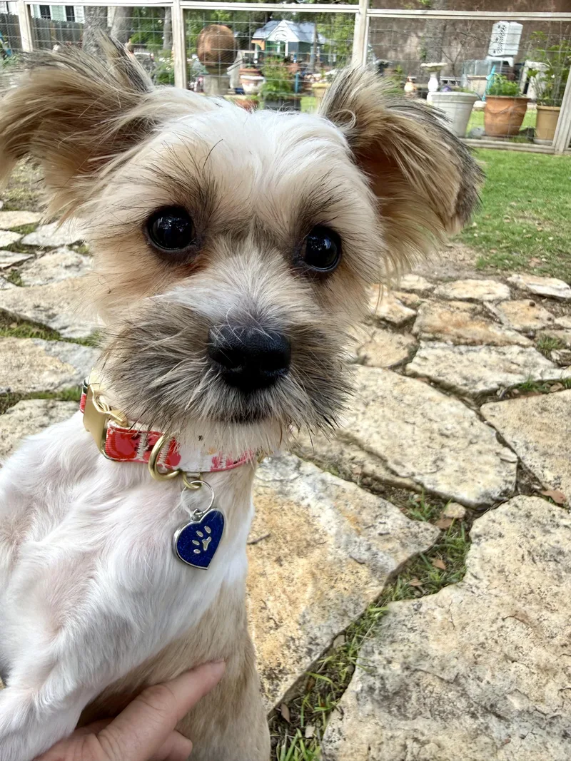 Praline is Sweet as thumbnail 6