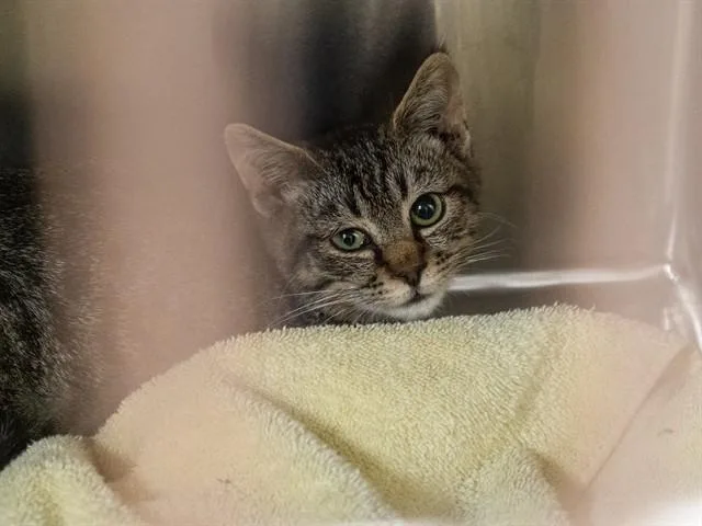 A baby small-sized male Domestic Short Hair cat named Winston for adoption in Martinez, CA