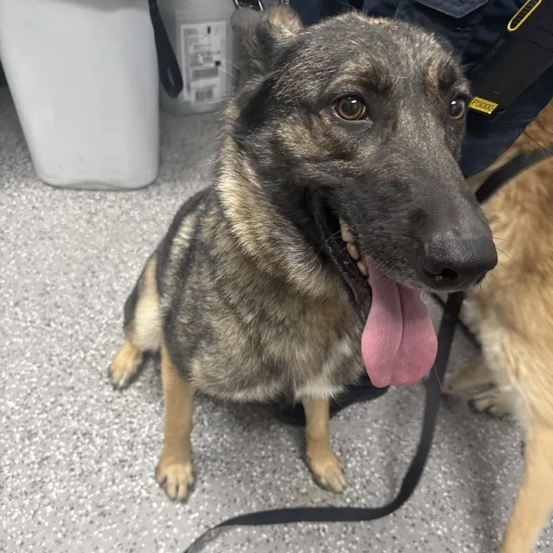 An adult large-sized female Black Belgian Shepherd / Malinois dog named Roxie for adoption in Henderson, NV