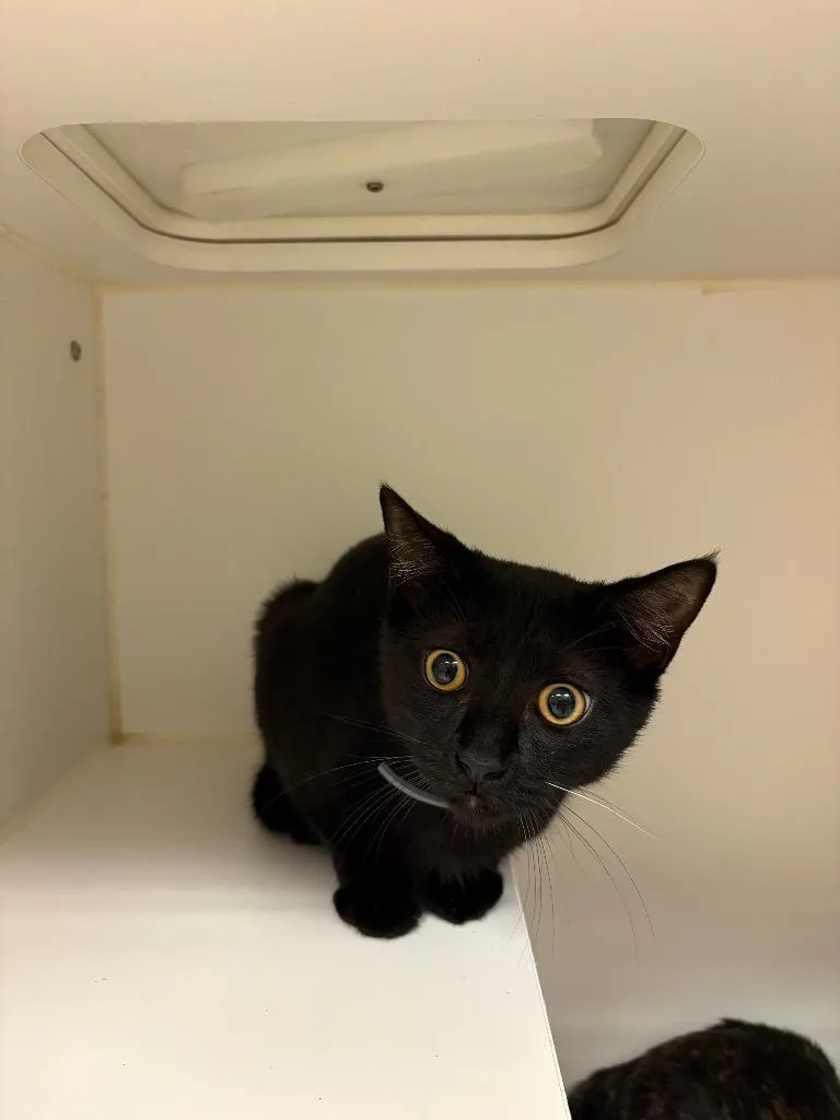 A baby medium-sized male Domestic Short Hair cat named Carl for adoption in Johnson City, TN