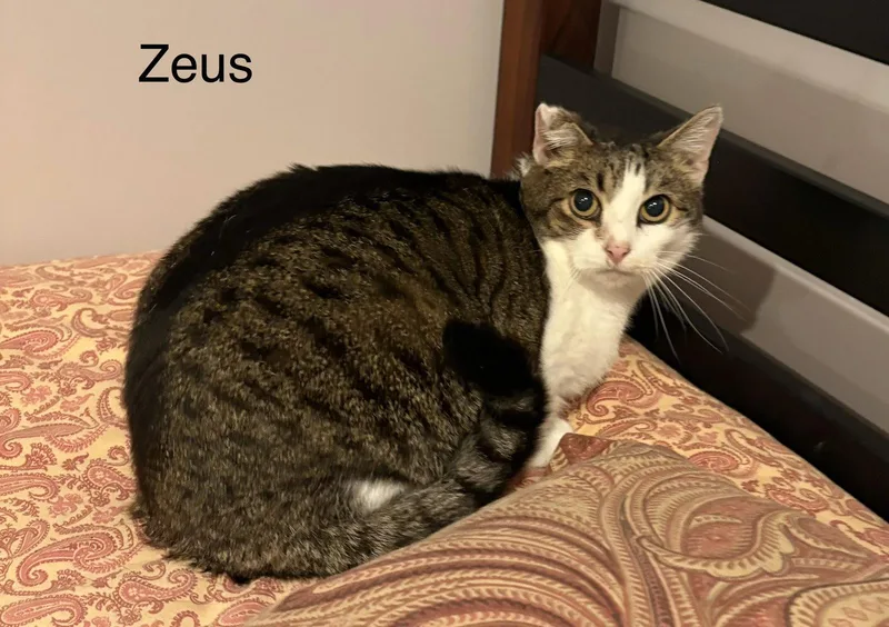 An adult medium-sized male Tabby cat named Zues for adoption in White Bluff, TN