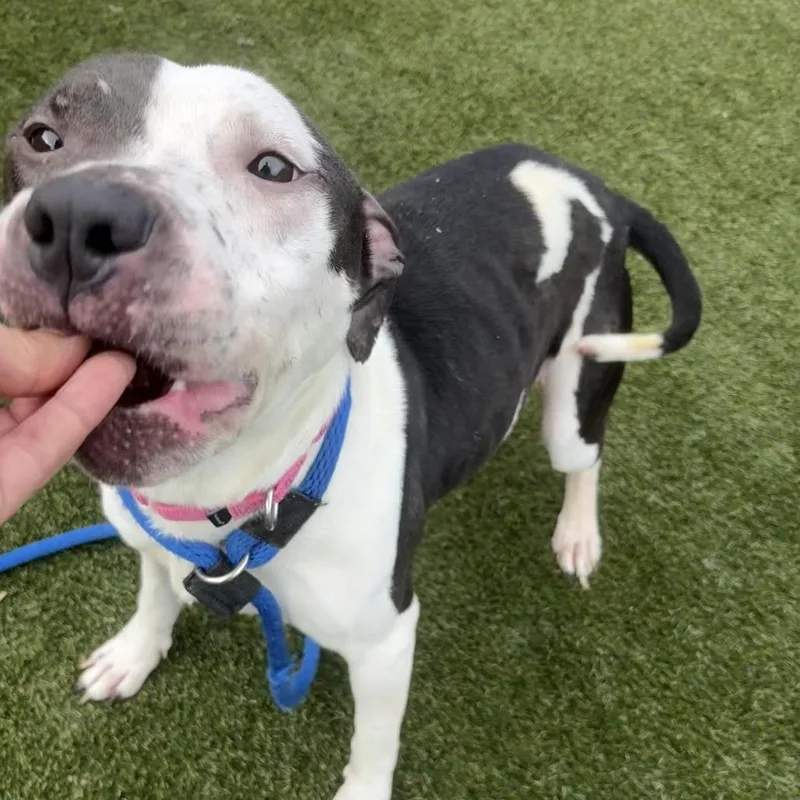 An adult medium-sized female White / Cream Mixed Breed dog named Bella Lee for adoption in Philadelphia, PA