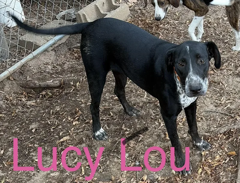 A young medium-sized female Black Labrador Retriever dog named Lucy Lou for adoption in Zimmerman, MN