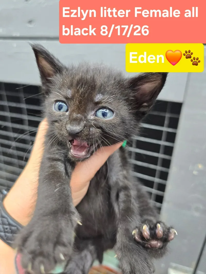 A baby medium-sized female Black Domestic Short Hair cat named Eden for adoption in hinckley, IL