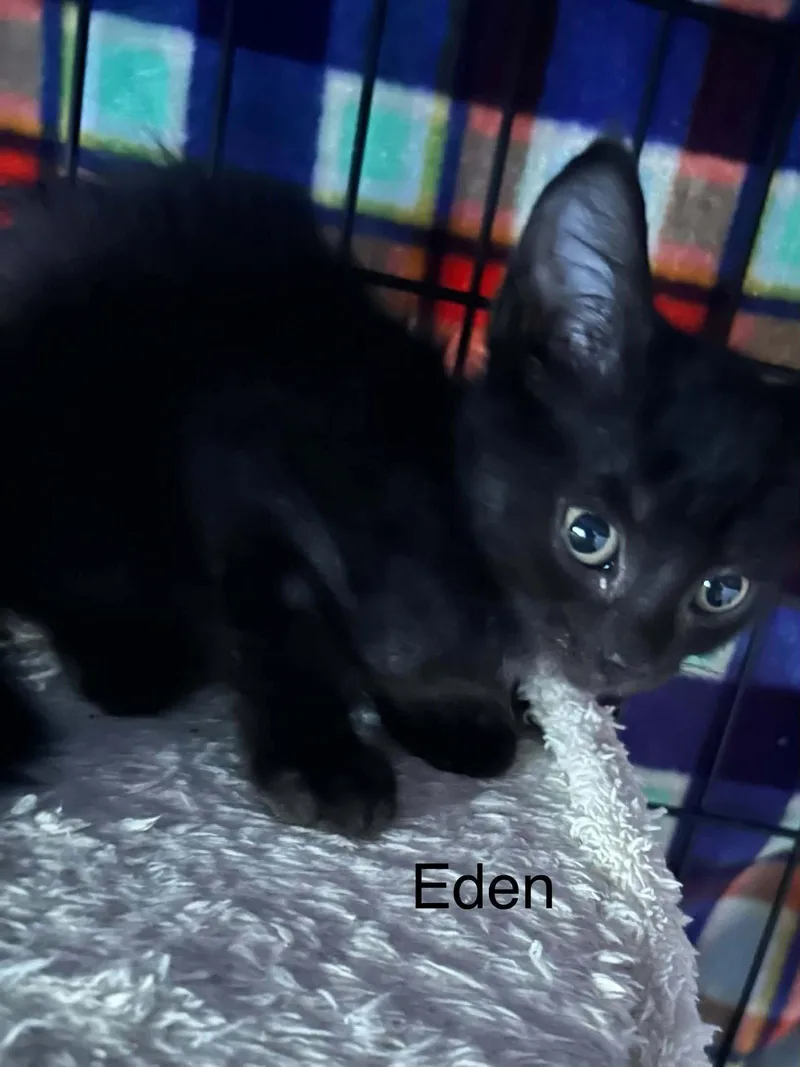 Eden thumbnail 2