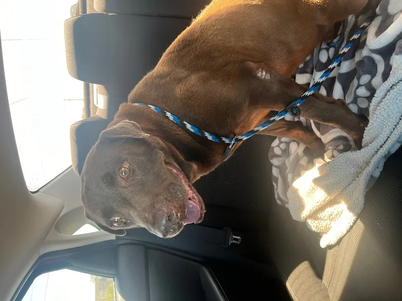 An adult large-sized male Labrador Retriever dog named Aries for adoption in El Paso, TX